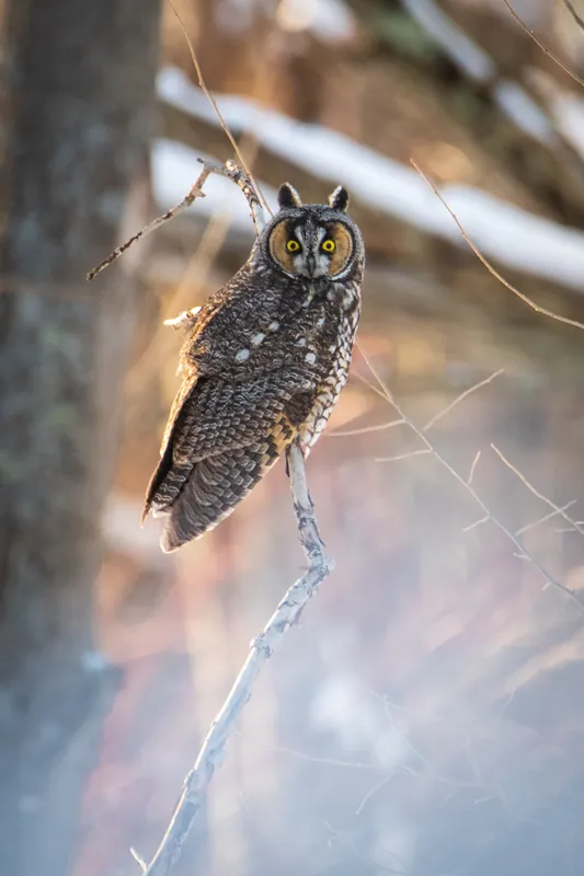 Long-eared owl, Ulao Creek, Wisconsin. 2019.